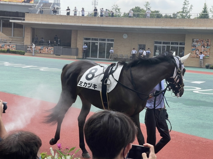 デビュー ミカヅキ