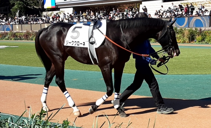 20221106新馬戦(東京5R) ジーククローネ