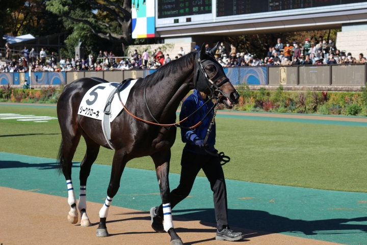 20221106新馬戦(東京5R) ジーククローネ