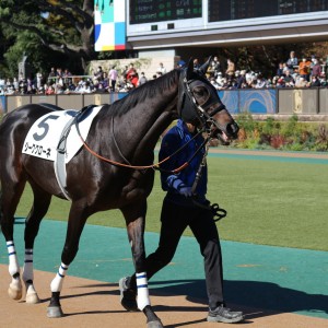 20221106新馬戦(東京5R)