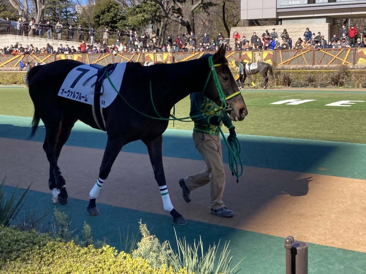 2023/1/28 3歳未勝利 オーヴァルブルーム