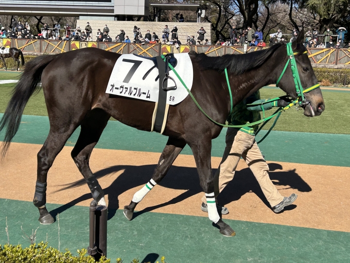2023/1/28 3歳未勝利 オーヴァルブルーム