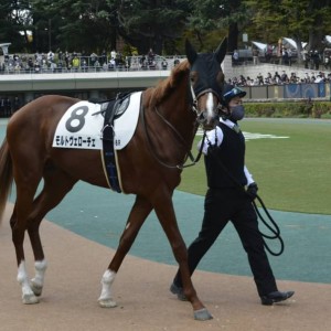 2022/11/5東京6Rメイクデビュー東京芝2000M