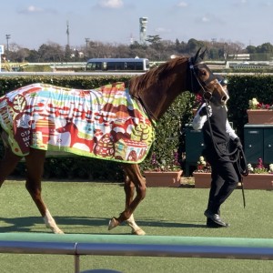 2023/1/7 3歳未勝利 馬着