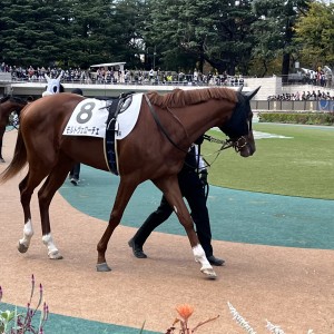 2022/11/5 2歳新馬