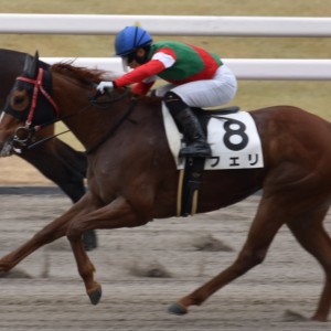 ８戦目最後の直線