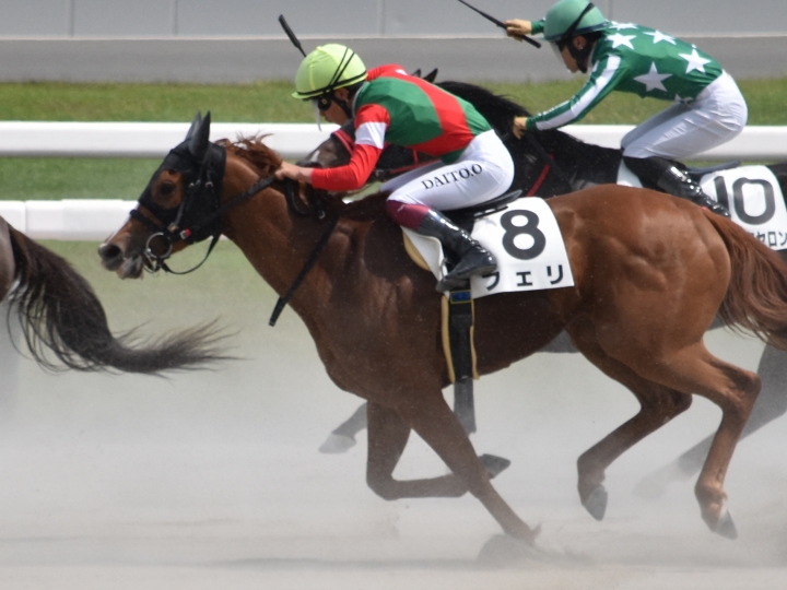 11戦目最後の直線 フェリ