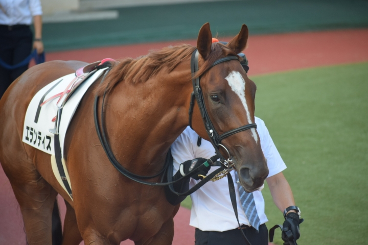 2023年8月 エランティス