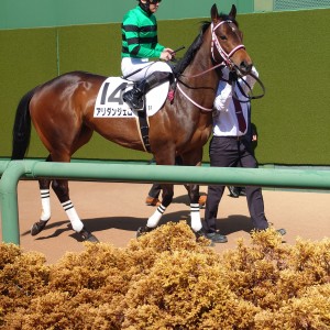 2023/3/4 3歳未勝利　芝1600m　中山５R
