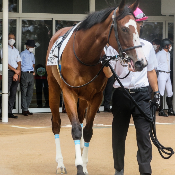新馬戦　パドック トレブランシュ