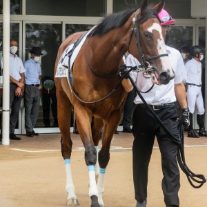 新馬戦　パドック