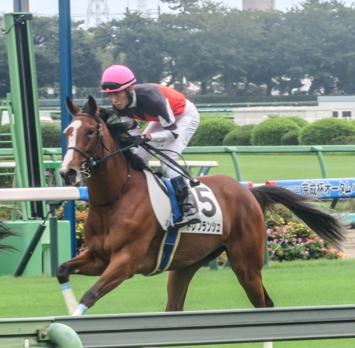 新馬戦　返し馬 トレブランシュ