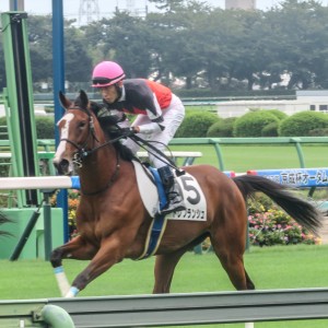 新馬戦　返し馬