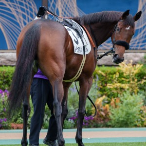 2023/11/12 3歳以上1勝クラス