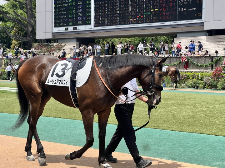 2023/5/6 3歳未勝利 ルージュアマルフィ