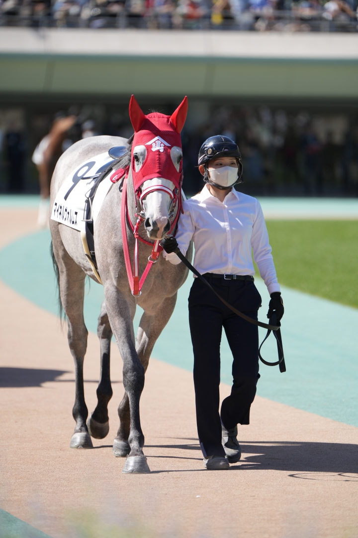 2023/10/7 2歳新馬 マイネルヴォルムス