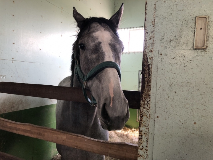 放牧中 マイネルモメンタム