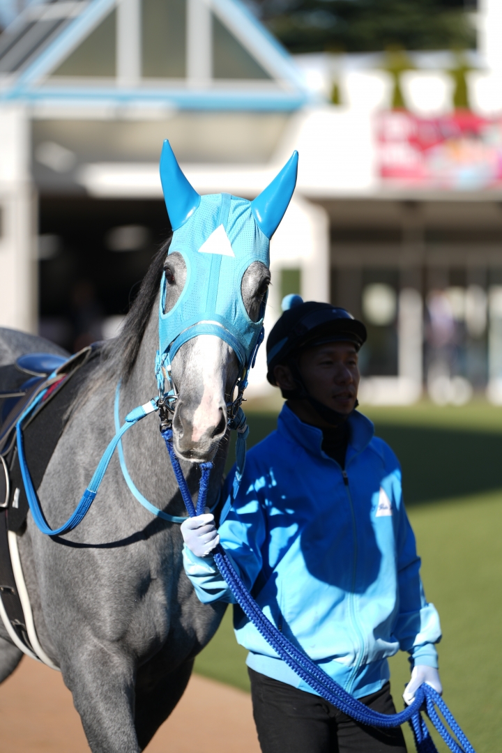 2023/12/2 葉牡丹賞(1勝クラス) マイネルフランツ