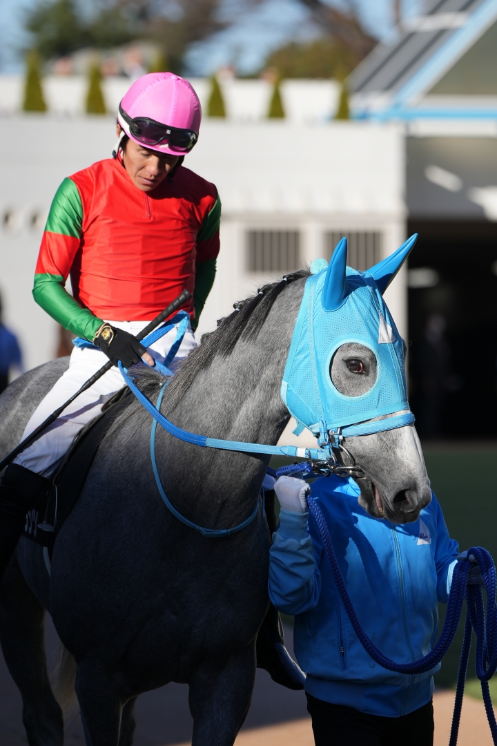 2023/12/2 葉牡丹賞(1勝クラス) マイネルフランツ