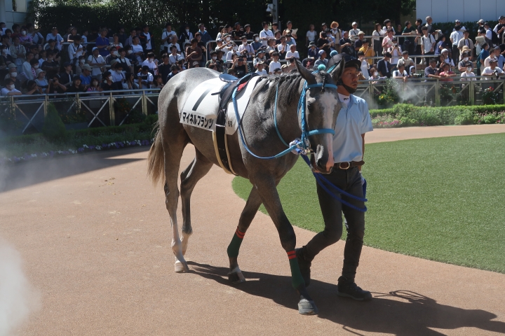 メイクデビュー中山その１ マイネルフランツ