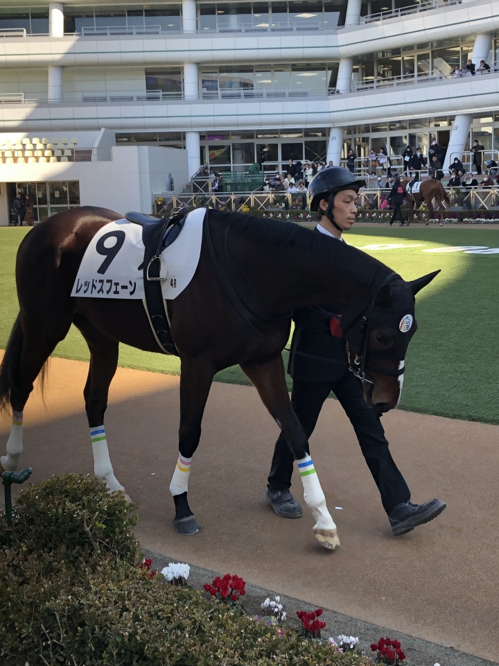 2024年1月 レッドスフェーン