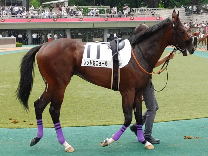 2023年6月 レッドセニョール