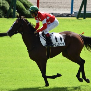 デビュー戦返し馬