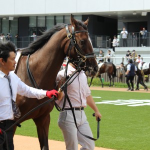 デビュー戦パドック①