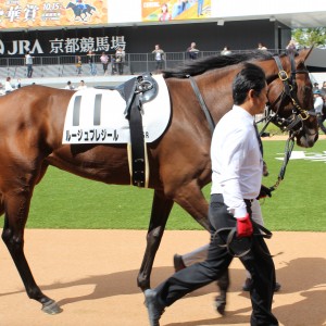 デビュー戦パドック➁