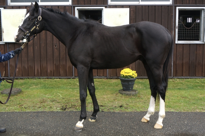 社台ファーム レッドクレメンス