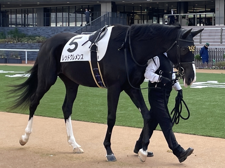 3歳未勝利 レッドクレメンス