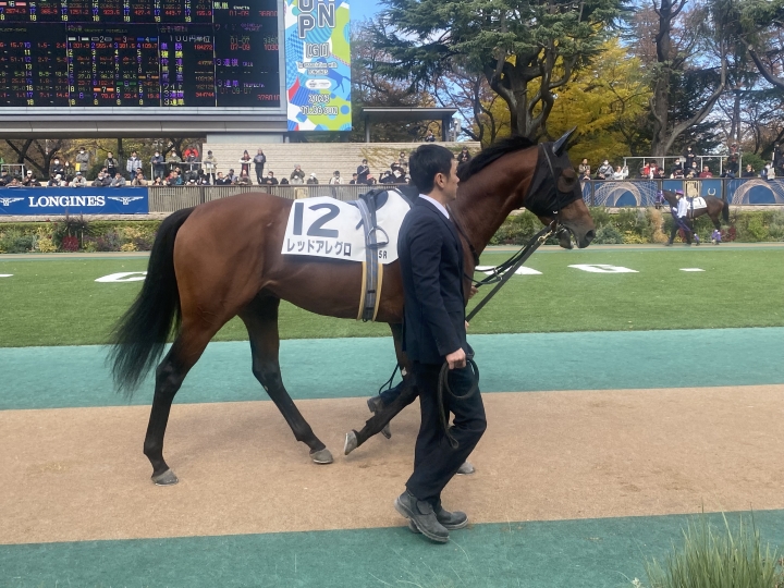 新馬戦パドックのアレグロ レッドアレグロ