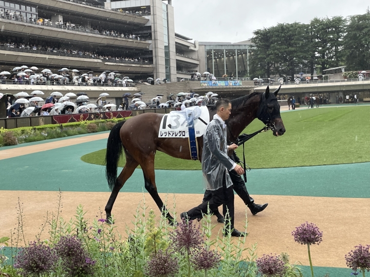 2025年5月 レッドアレグロ