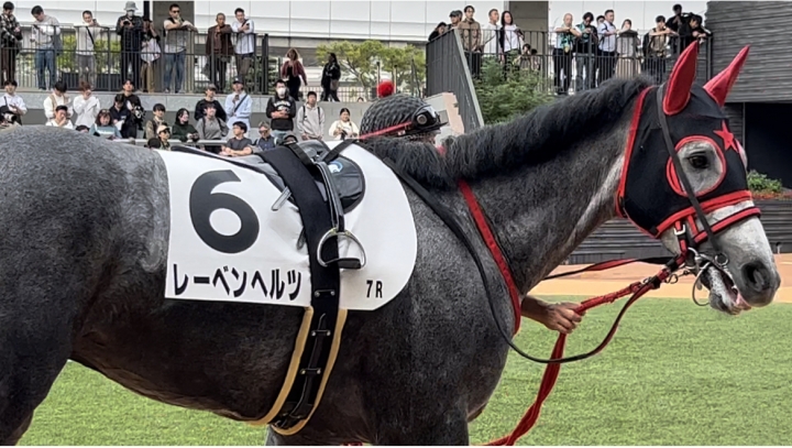 2024/11/17 3歳以上1勝クラス レーベンヘルツ