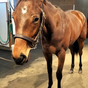 2022/12/9 ノーザンファーム空港