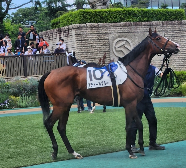 2024/5/25 3歳1勝クラス スティールブルー