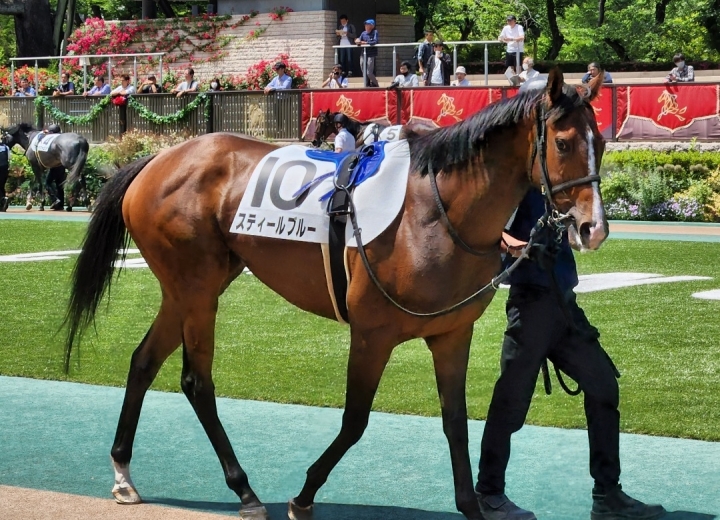 2024/5/25 3歳1勝クラス スティールブルー