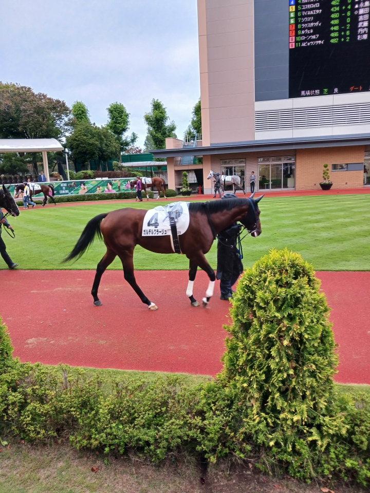 2023/10/15 2歳未勝利 ガルデルクラージュ