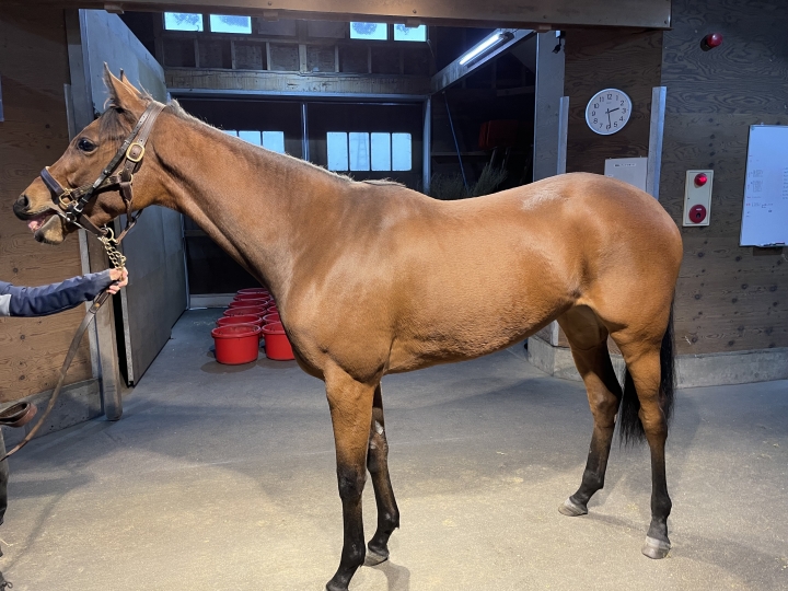 ノーザンファーム空港 プロトアステール