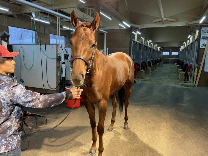 ノーザンファーム空港 レイナドラーダ