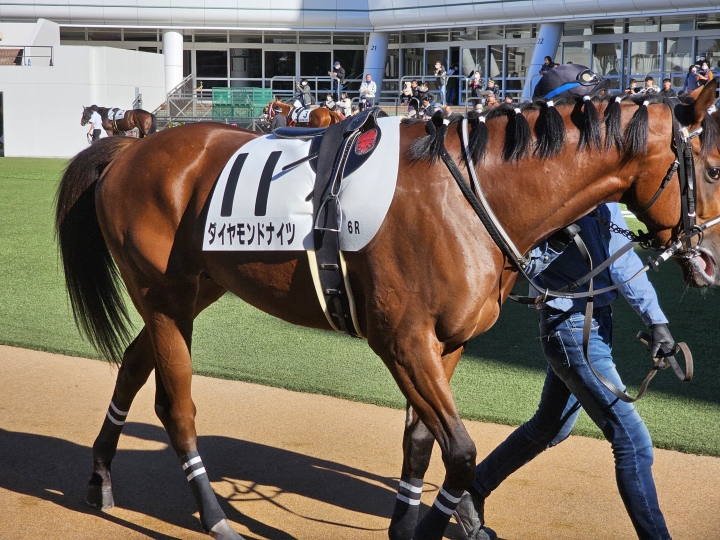 2023年12月 ダイヤモンドナイツ