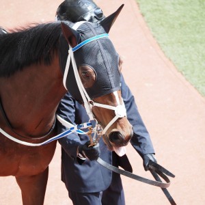 2024/3/2 阪神 3歳1勝クラス