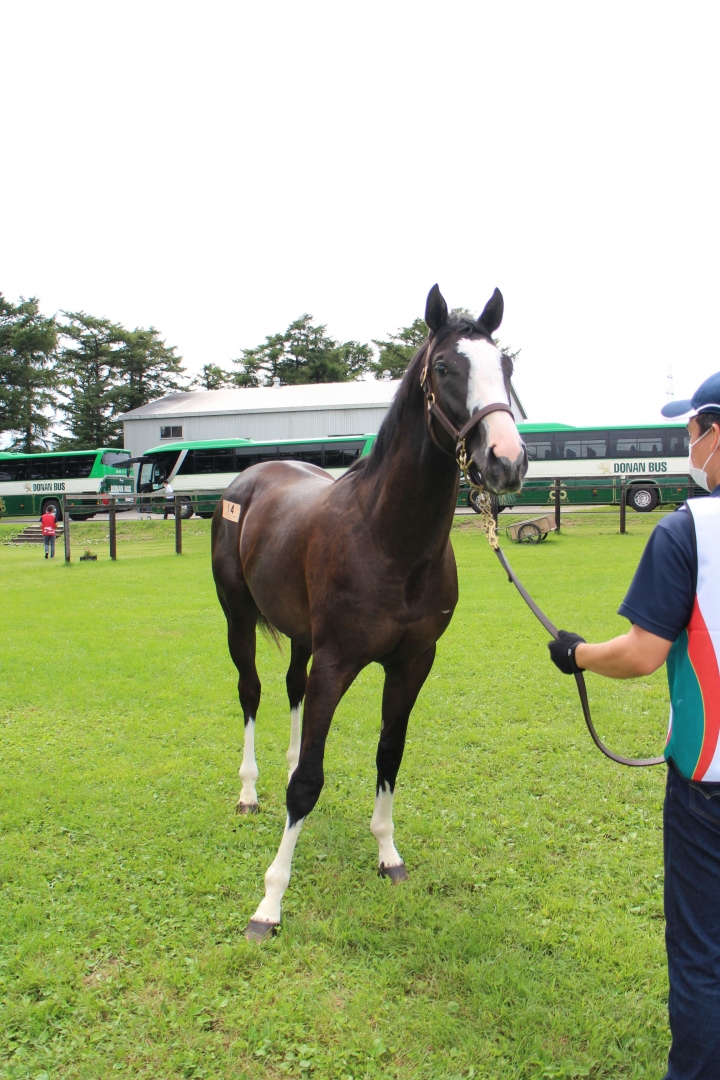 2022募集馬見学ツアー シュトラウス