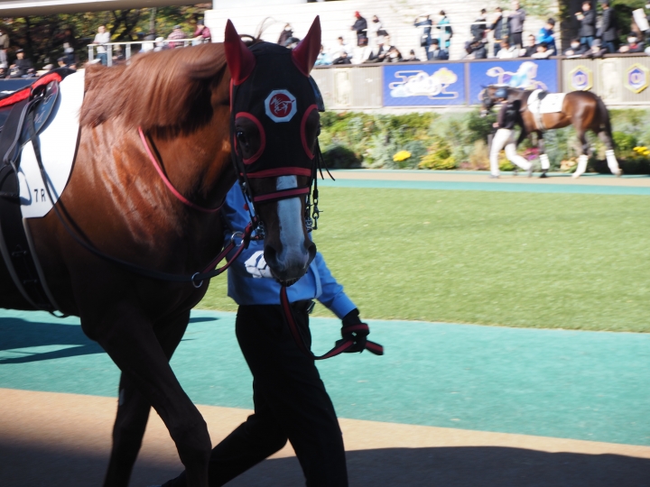 2024/11/23 3歳以上1勝クラス イクリール