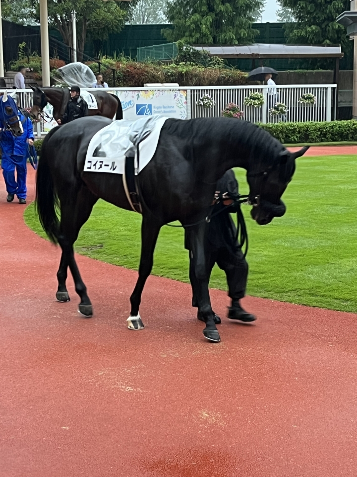 2025/8/10 3歳以上1勝クラス コイヌール