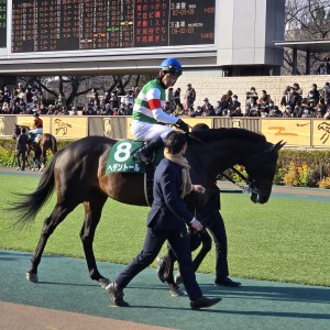 ダイヤモンドステークス