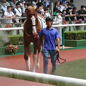新馬戦パドック