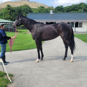 松風馬事センター