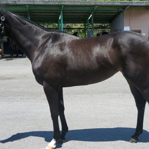 松風馬事センター5月見学時