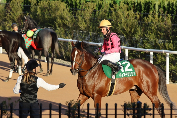 2023年11月 ディスペランツァ